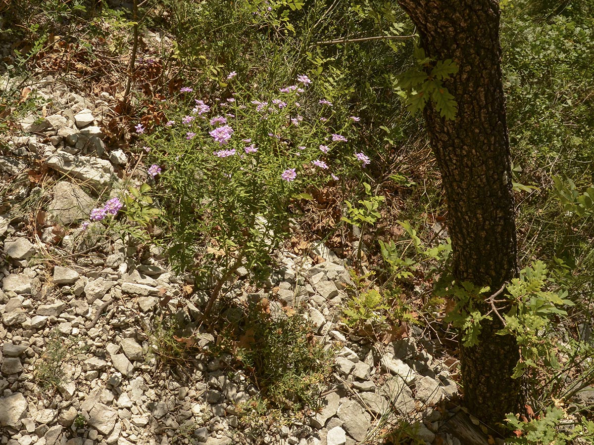 Habitus